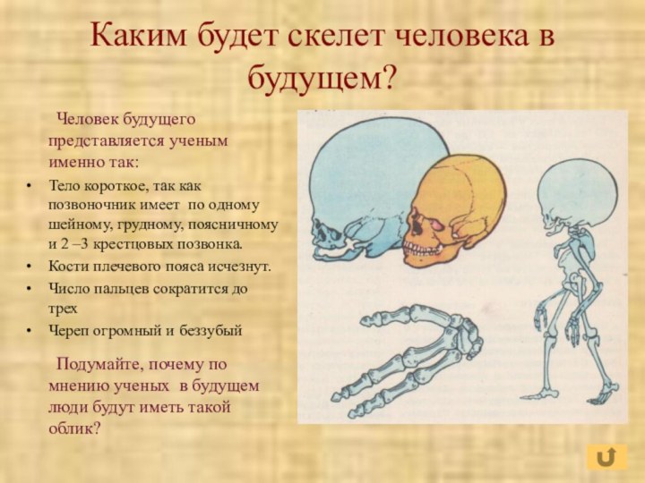 Каким будет скелет человека в будущем?	Человек будущего представляется ученым именно так:Тело короткое,