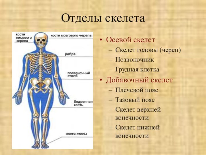 Отделы скелетаОсевой скелетСкелет головы (череп)ПозвоночникГрудная клеткаДобавочный скелетПлечевой поясТазовый поясСкелет верхней конечностиСкелет нижней конечности