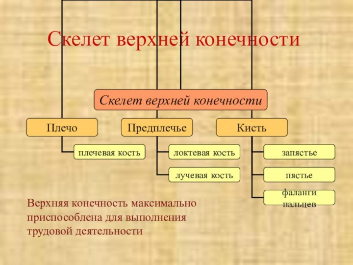 Скелет верхней конечностиВерхняя конечность максимально приспособлена для выполнения трудовой деятельности