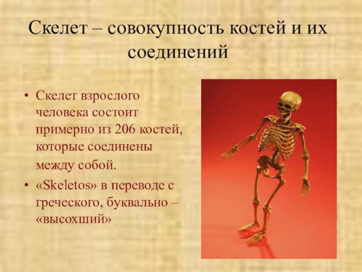 Скелет – совокупность костей и их соединенийСкелет взрослого человека состоит примерно из