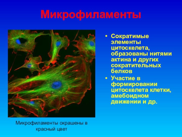 МикрофиламентыСократимые элементы цитоскелета, образованы нитями актина и других сократительных белков Участие в