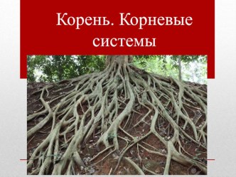 Презентация Корень. Корневые системы