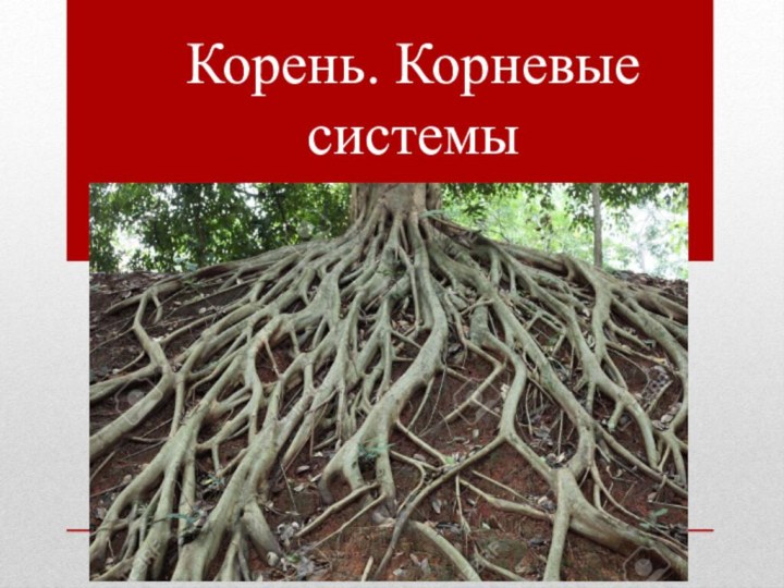 Корень. Корневые системы