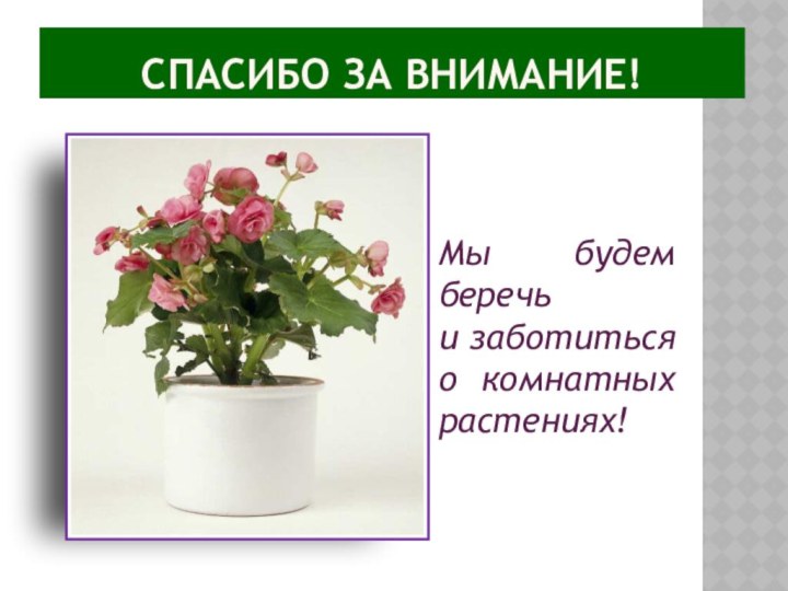 Спасибо за внимание!Мы будем беречь и заботиться о комнатных растениях!