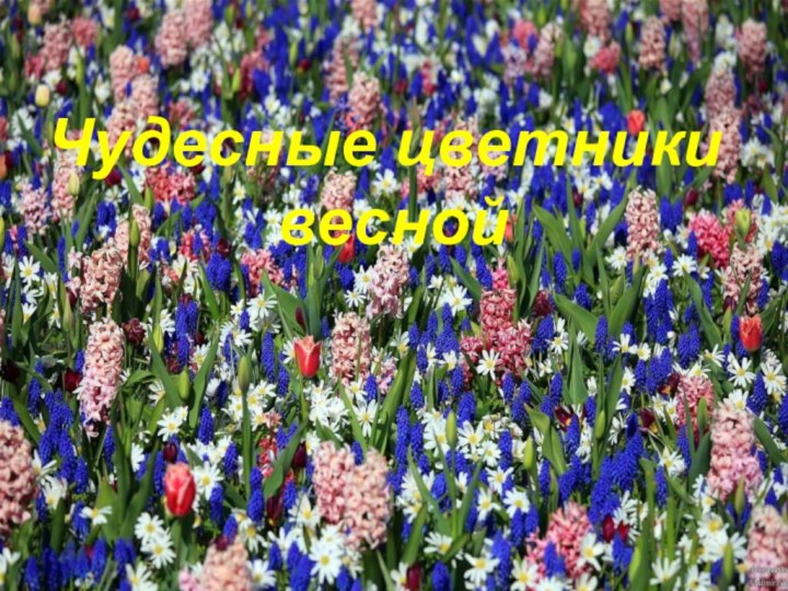 Чудесные цветники веснойЧудесные цветники весной