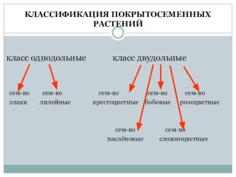 Презентация Класс Двудольные. Семейство Крестоцветные