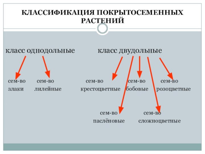 КЛАССИФИКАЦИЯ ПОКРЫТОСЕМЕННЫХ РАСТЕНИЙкласс однодольные    	класс двудольные сем-во