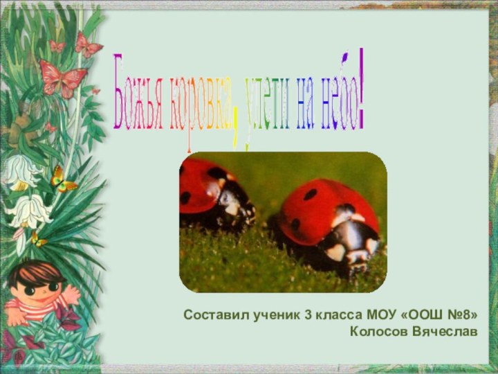 Божья коровка, улети на небо! Составил ученик 3 класса МОУ «ООШ №8»Колосов Вячеслав