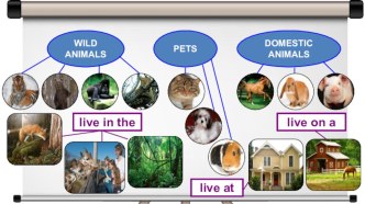 Презентация к уроку общеметодической направленности по теме “Pet Hotel” (Unit 7 Lesson 6), NME, 5 класс