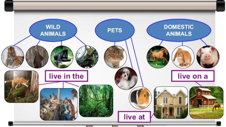 WILD ANIMALSPETSDOMESTIC ANIMALSlive in thelive on alive at