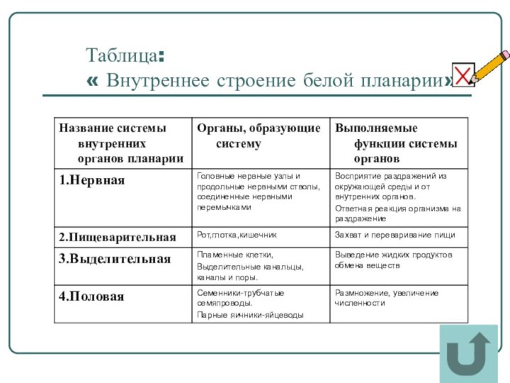 Таблица: « Внутреннее строение белой планарии».