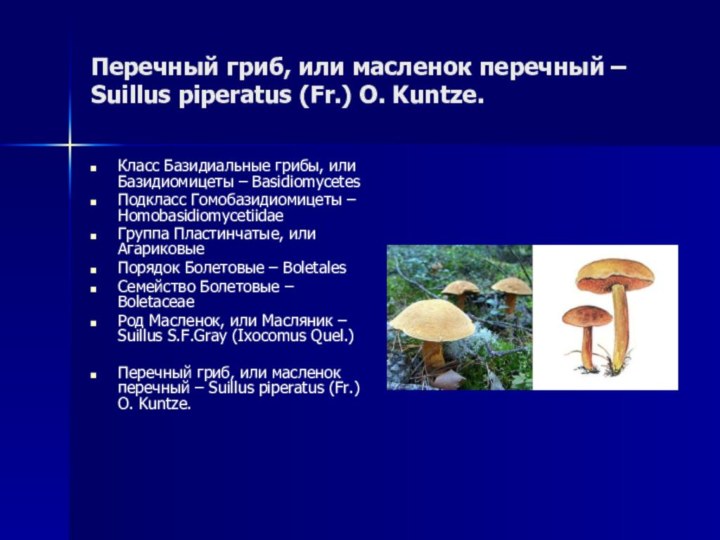 Перечный гриб, или масленок перечный – Suillus piperatus (Fr.) O. Kuntze.Класс Базидиальные