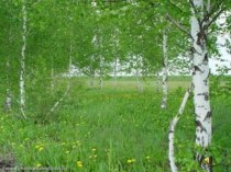 Презентация по краеведению: Белгородская область