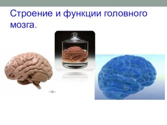 Презентация по теме Головной мозг