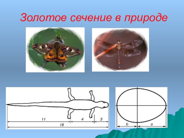 Золотое сечение в природе