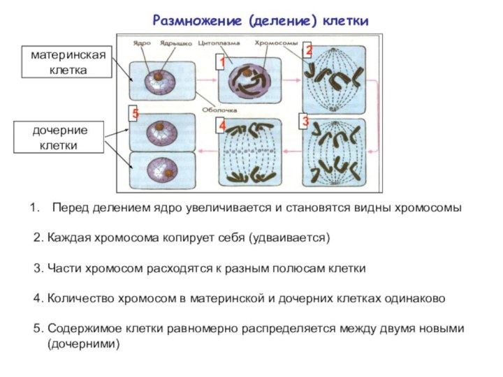 1Размножение (деление) клетки Перед делением ядро увеличивается и становятся видны хромосомы2. Каждая