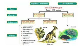 Презентация Многообразие млекопитающих 7 класс