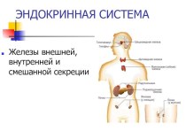 Эндокринная система.