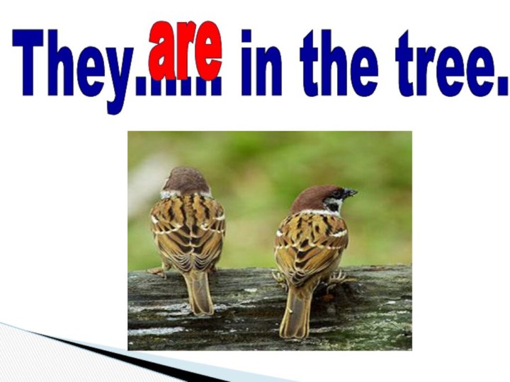 They…… in the tree.are