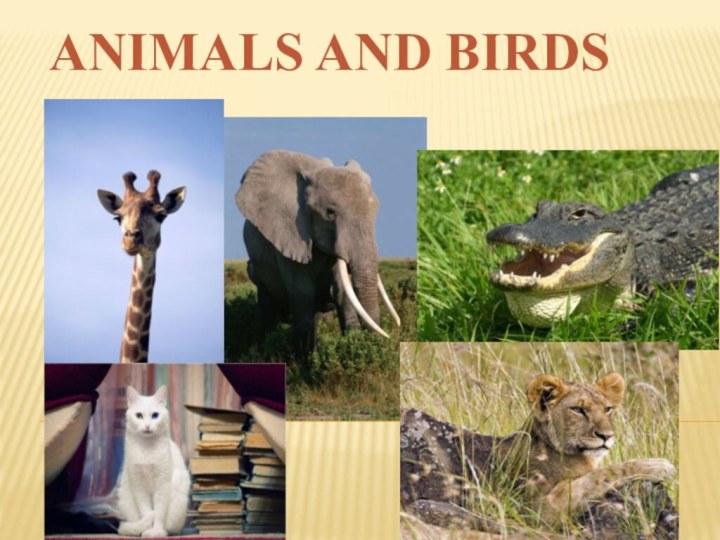 ANIMALS AND BIRDS