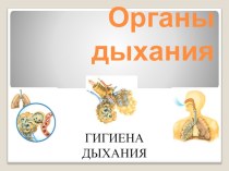 Презентация Органы дыхания. Гигиена дыхания