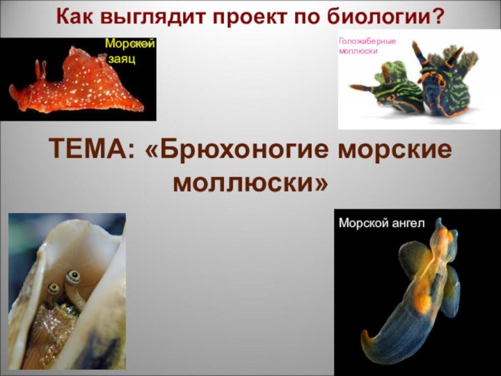 ТЕМА: «Брюхоногие морские моллюски»Морской ангелМорской заяцГоложаберные моллюскиКак выглядит проект по биологии?