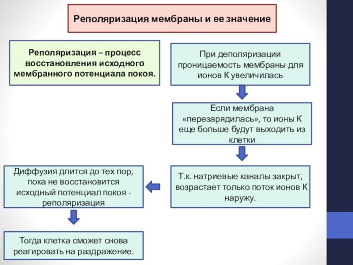 Реполяризация мембраны и ее значениеРеполяризация – процесс восстановления исходного мембранного потенциала покоя.При