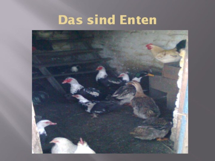 Das sind Enten