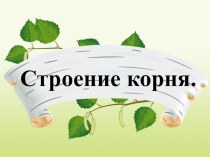 Презентация по биологии на тему Строение корня