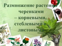 Презентация по биологии на тему: Размножение растений черенками - стеблевыми, корневыми, листовыми (6 класс)