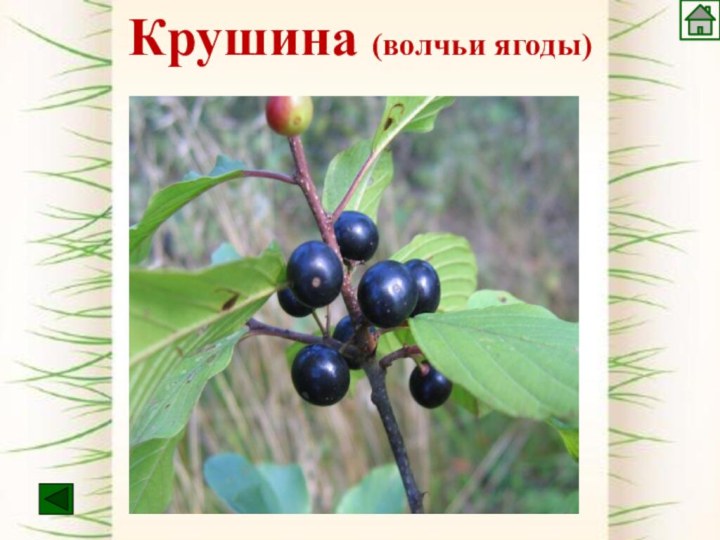 Крушина (волчьи ягоды)