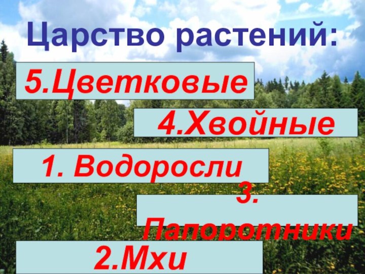 Царство растений:5.Цветковые4.Хвойные 1. Водоросли3.Папоротники2.Мхи