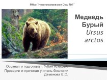 Презентация по биологии на тему Медведь
