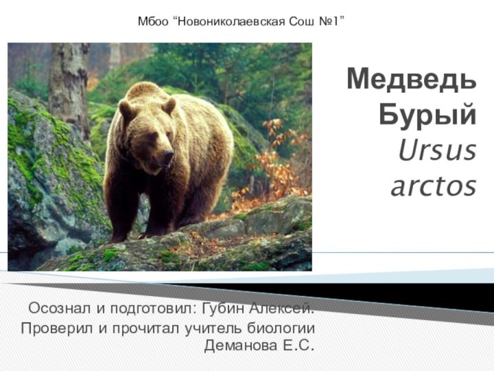 Медведь Бурый Ursus  arctosОсознал и подготовил: Губин Алексей.Проверил и прочитал учитель