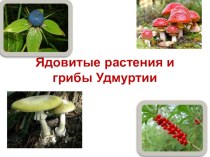 Презентация по биологии  Ядовитые растения и грибы Удмуртии6 класс