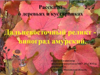 Рассказы о деревьях и кустарниках. Дальневосточный реликт - виноград амурский.