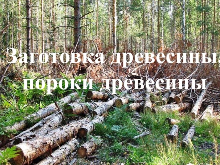 Заготовка древесины, пороки древесины