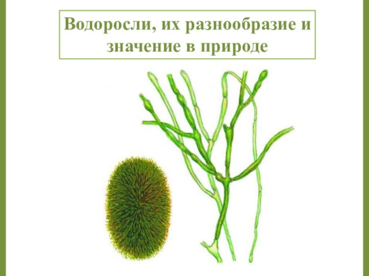 Водоросли, их разнообразие и значение в природе