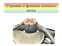 Презентация по биологии на тему спинной мозг(8 класс)