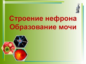 Презентация по биологии на тему Строение нефрона (8 класс)