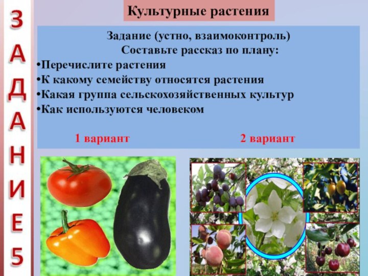 Культурные растенияЗадание (устно, взаимоконтроль) Составьте рассказ по плану:Перечислите растенияК какому семейству относятся