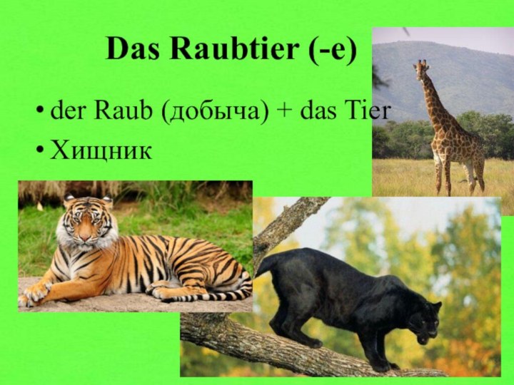 Das Raubtier (-e) der Raub (добыча) + das TierХищник