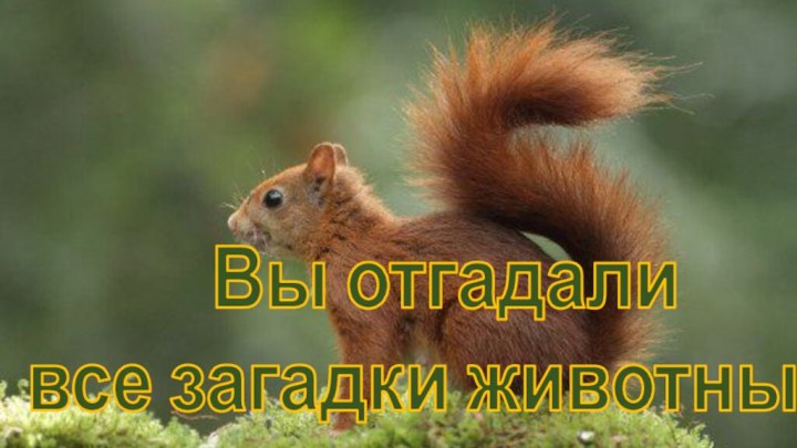 Вы отгадали  все загадки животных!