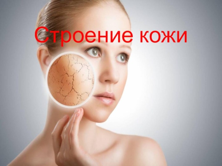 Строение кожи