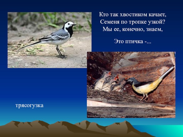 Кто так хвостиком качает, Семеня по тропке узкой? Мы ее, конечно, знаем, Это птичка -... трясогузка