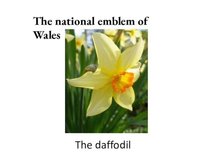 The national emblem of WalesThe daffodil