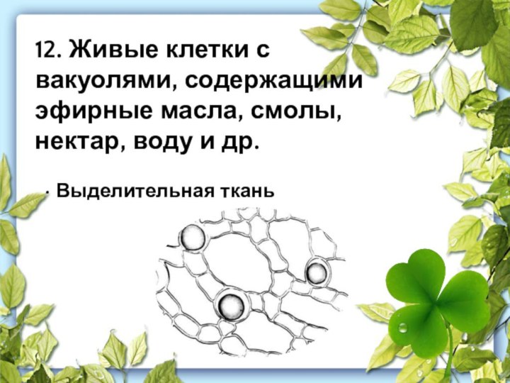 12. Живые клетки с вакуолями, содержащими эфирные масла, смолы, нектар, воду и др.