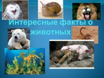 Презентация Интересные факты о животных