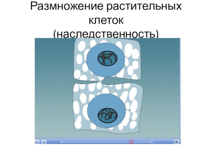 Размножение растительных клеток (наследственность)