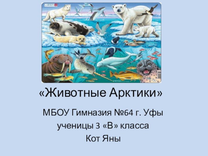 «Животные Арктики»МБОУ Гимназия №64 г. Уфыученицы 3 «В» классаКот Яны